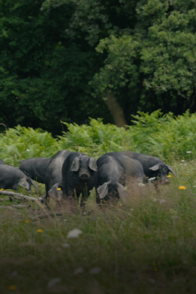 Conserverie artisanale AOP, Conserves de Porc Noir de Bigorre AOP, Eleveur de porc noir de Bigorre, Jambon noir de Bigorre AOP, Noir de Bigorre AOP, Porc noir de Bigorre AOP, Producteur de porc noir de Bigorre AOP, Viande de poir noir de Bigorre AOP