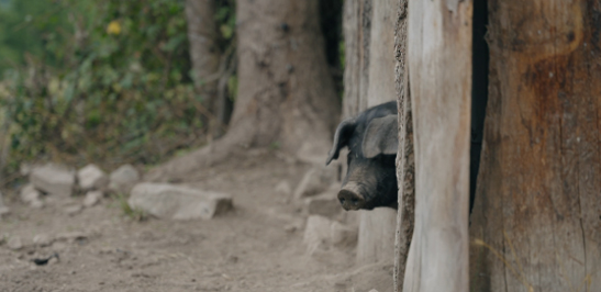 Conserverie artisanale AOP, Conserves de Porc Noir de Bigorre AOP, Eleveur de porc noir de Bigorre, Jambon noir de Bigorre AOP, Noir de Bigorre AOP, Porc noir de Bigorre AOP, Producteur de porc noir de Bigorre AOP, Viande de poir noir de Bigorre AOP