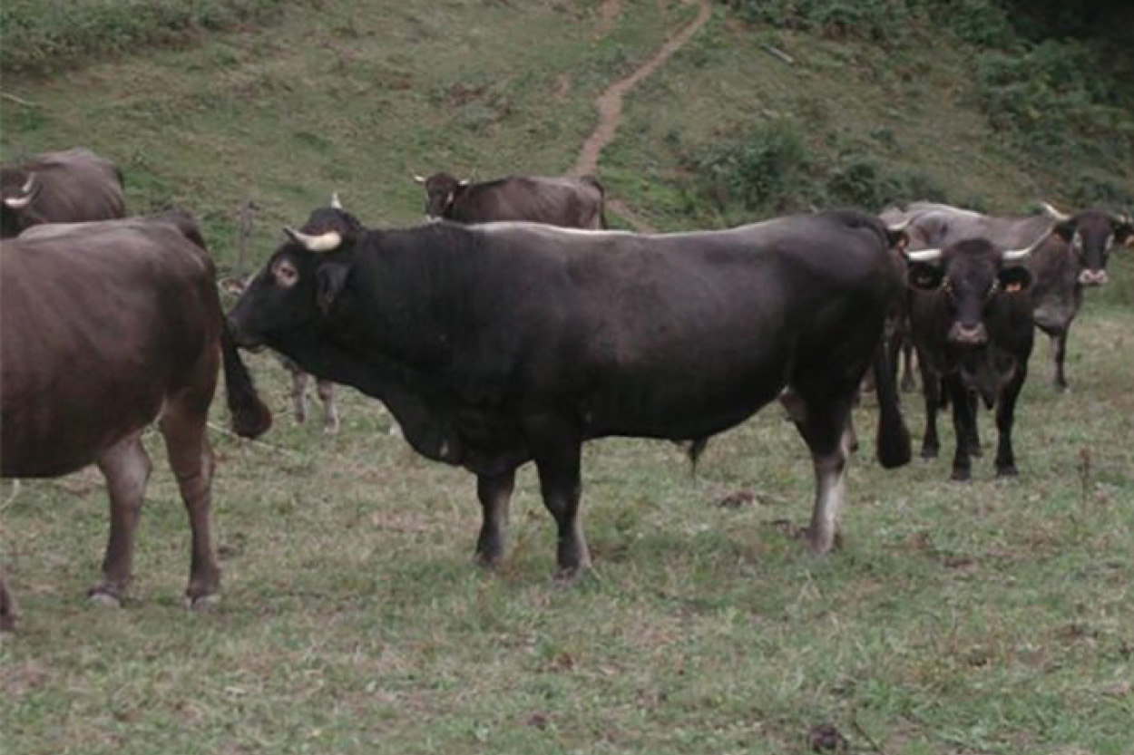 Conserverie artisanale AOP, Conserves de Porc Noir de Bigorre AOP, Eleveur de porc noir de Bigorre, Jambon noir de Bigorre AOP, Noir de Bigorre AOP, Porc noir de Bigorre AOP, Producteur de porc noir de Bigorre AOP, Viande de poir noir de Bigorre AOP