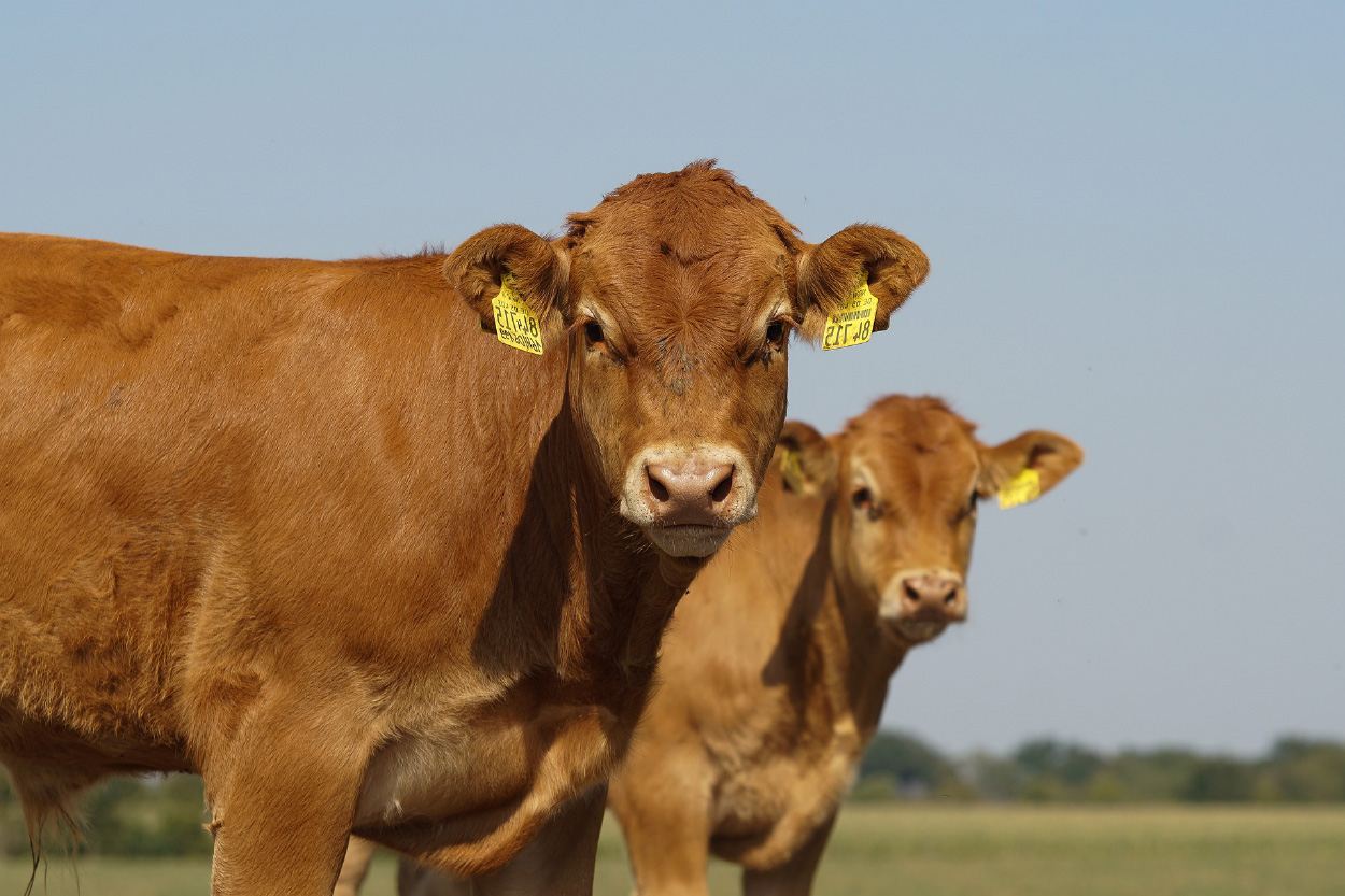 Conserverie artisanale AOP, Conserves de Porc Noir de Bigorre AOP, Eleveur de porc noir de Bigorre, Jambon noir de Bigorre AOP, Noir de Bigorre AOP, Porc noir de Bigorre AOP, Producteur de porc noir de Bigorre AOP, Viande de poir noir de Bigorre AOP